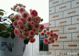 12月底，眼含熱淚，訴說癡情，3星座被愛打動，和舊愛和好如初