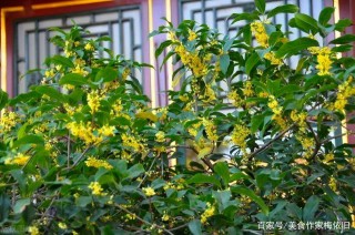 中秋，風動桂花香，不可錯過的2種傳統美食，應時而食，寓意美好