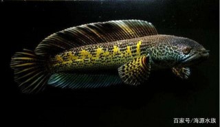 水族市場的秘密：同品種的觀賞魚，價差為何如此之大？