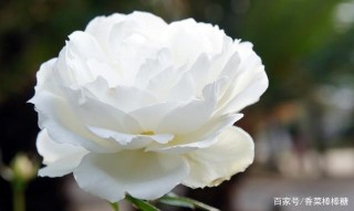 八月中旬，花兒向陽，愛情漸暖，愛情即將發生在四星