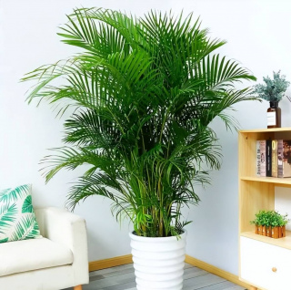 5種葉子好看的植物，大氣好養有格調，擺在客廳空氣更清新