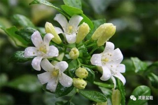 夜來香這麼美的植物，有誰不想養？