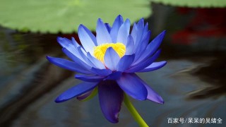 容易被激勵的星座，可以在贊美中成長，不會輕易迷失自我