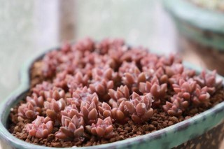 多肉都是小巧可愛長不大？那你錯了，這3種多肉吊著養能變成瀑布