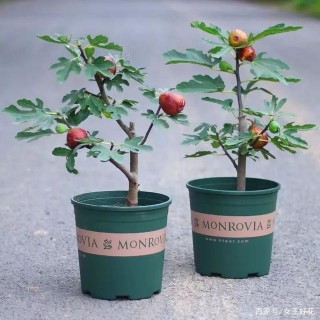 土壤，養好花的根本！選這3樣介質盆栽植物，效果好、成本低