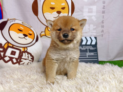 柴犬為什麼嘴巴是黑黑的？淨臉和黑嘴的柴犬哪個好一