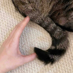 寵物真能讀懂人類表情，識別准確率遠超想象_for_love_we