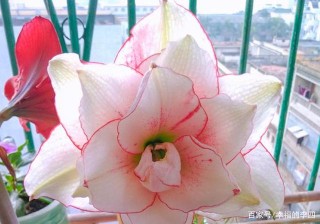 如果你連綠蘿都養不好，那就養這個吧，好養顏值還爆表