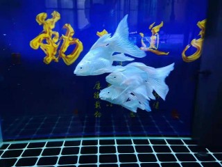 關於魚缸內觀賞魚的飼養密度問題，不能只看眼前情況