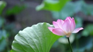 6月末，綠野蔥蔥，花香四溢，你儂我儂，蜜語甜言，步入婚姻殿堂