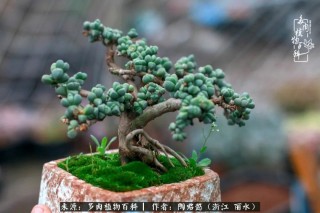 時光的印記：教你打造獨一無二的多肉盆景！