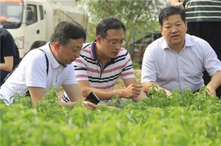 陳勇：留蘭香為世界樹標准 產業園為“北起”築高地
