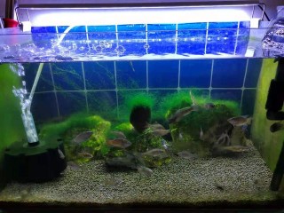 為什麼說觀賞魚在遠途運輸的過程中，受到的傷害極大？