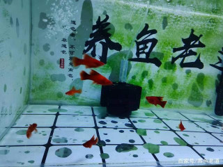 不是說只要治好某種觀賞魚的大病，那就是養魚高手了