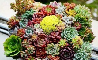 天熱養多肉''觀音蓮''，35℃高溫呼呼長，''爆''出一圈小側芽