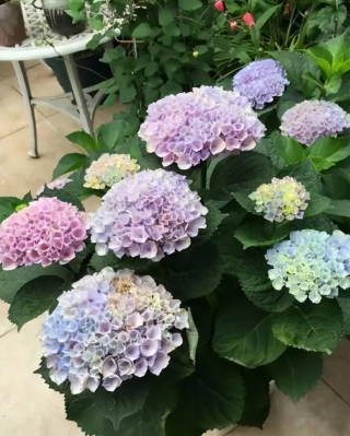 10款適合陽台的繡球花，植株不大愛爆花，新手也能放心養