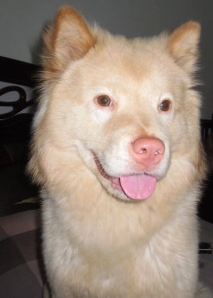 田園犬辦狗證被駁回，主人換了個品種，結果…居然成功了！_薩摩耶_網友_小土