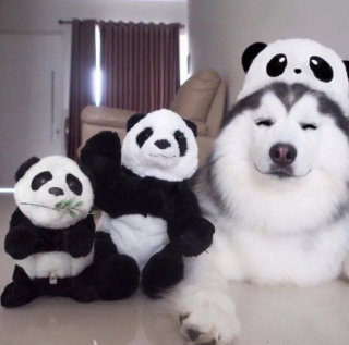 哈士奇：這是一場天性與職責的較量
