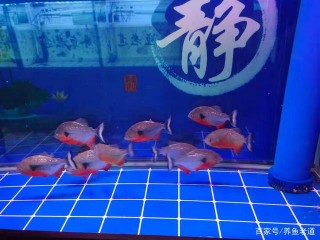 什麼時候應該給觀賞魚換水，看一眼自己的魚缸就該知道了