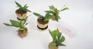 4種小清新的“蕨類”植物，盆在家裏栽上幾盆，清新又養眼