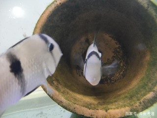 盤點魚友們，在觀賞魚的繁殖中，各種急不可耐的問題