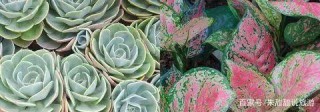 在室內也容易照顧的多肉植物盆栽，園藝新手也能將它們養好