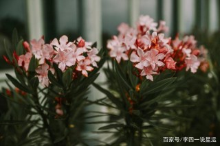 未來20天桃花一朵接著一朵，愛情殺手，感情升溫，接桃花運的星座