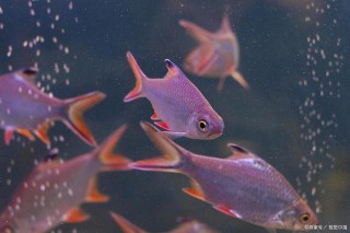 觀賞魚生病，一般都跟這四方面因素有關，飼養觀賞魚