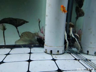 下列這些現象，都可算作觀賞魚非正常死亡了，原因還在我們自己