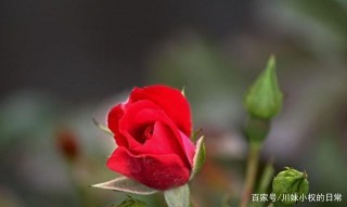 十月下旬，桃花運的四個星座爆發了，牽著真愛的手去賞花
