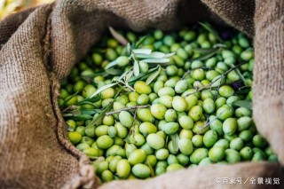 橄欖怎麼養成盆栽？