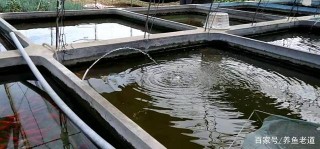 為什麼到了這個季節，錦鯉和金魚最易患病死亡？