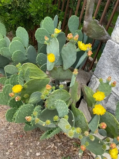 不會養花也要養棵仙人掌，霸氣十足還能綻放層疊群花，養成傳家寶