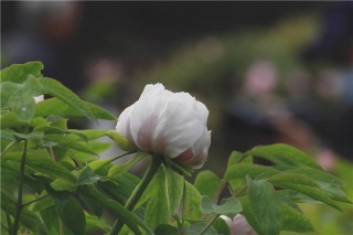 賞牡丹何須去洛陽，西安興慶公園牡丹花開了，最佳賞花時間四月！