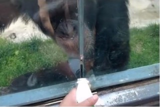 猩猩真的會在這顆星球上“崛起”嗎？