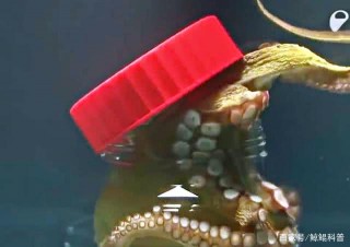 還在天天吃章魚呀，擁有9個大腦的章魚很可能是外太空生物喲！