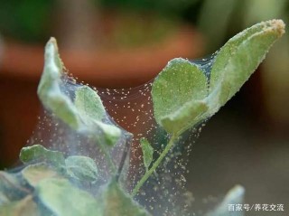 為啥室內的盆栽植物都容易感染紅蜘蛛，葉子發黃，有很多小蜘蛛網