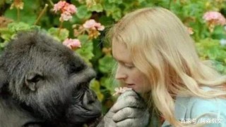 人和黑猩猩後代實驗，外國科學家尋找的5個女子，結果怎樣？