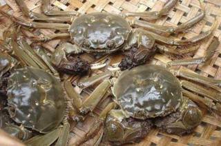 大閘蟹百年遠征歐美記：在歐洲泛濫成災，更讓美國人提心弔膽