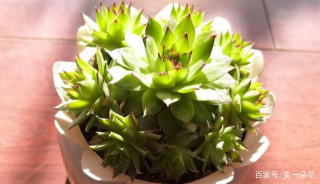 多肉植物觀音蓮，下崽都是一圈又一圈的，夏季盆栽需謹記3點