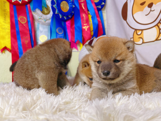 柴犬喜歡主人的表現有哪些？來看看你的柴犬是否真正喜歡你吧