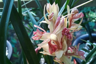號稱“開花機器”的建蘭，造型別致像舞蝶，多季節有花賞，美哉