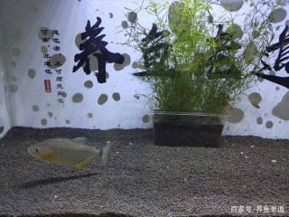 飼養中大型猛魚，長大以後，魚缸裏很多東西要為它們