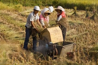 曾在農村糧食裏常見，農民卻說它一生只吃糧不喝水，你一定見過