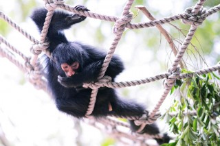 親子出遊手冊|探訪長隆野生動物世界，樂享廣州
