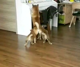 柴犬媽媽被三只小柴犬追著搶奶喝，滿屋跑都躲不了，心好累