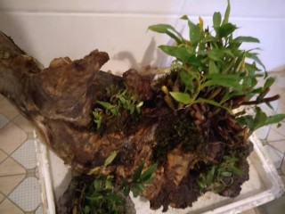 石斛，種在花盆裏的保健品