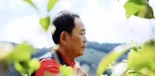 雲南商人任懷燦：下海三年資產上億，靠拆遷賺得20億元補償款_諾仕達_茶葉_商業
