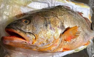 日本有和牛，俄羅斯有魚子醬，法國有鵝肝，有什麼？