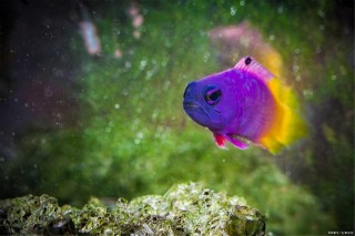 為什麼我養的觀賞魚怎麼喂都養不胖？